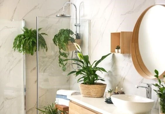plants